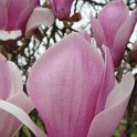 Magnolia x soulangeana 'Burgundy' fleur